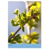 Ginkgo (Wandkalender 2026 DIN A3 hoch), CALVENDO Monatskalender: Ginkgobaum und