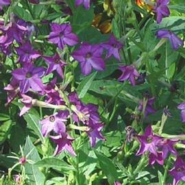 Perfume Deep Purple Nicotiana ~50 Seeds – 63-70 Days | AAS Winner | Fragrant Star-Shaped Blooms | Annual Flower for Beds & Containers | Heat-Loving | Pelleted Seeds | Nicotiana alata