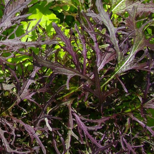 500 Mizuna Red Leaf Mustard Seeds for Planting Heirloom Non