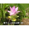 Yakushima Spring Turmeric 600 tablets, 120g spring turmeric tablets grown