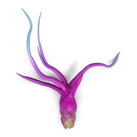 Bulbosa Air Plant, Guatemala Tillandsia Live Airplant, Healthy Arrival Guaranteed, Great Indoor Plant, Home Decor & Gift (Rainbow #2)