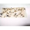 Tred-Not 10 pk Glue Trap Sow Bug / Pill Bug