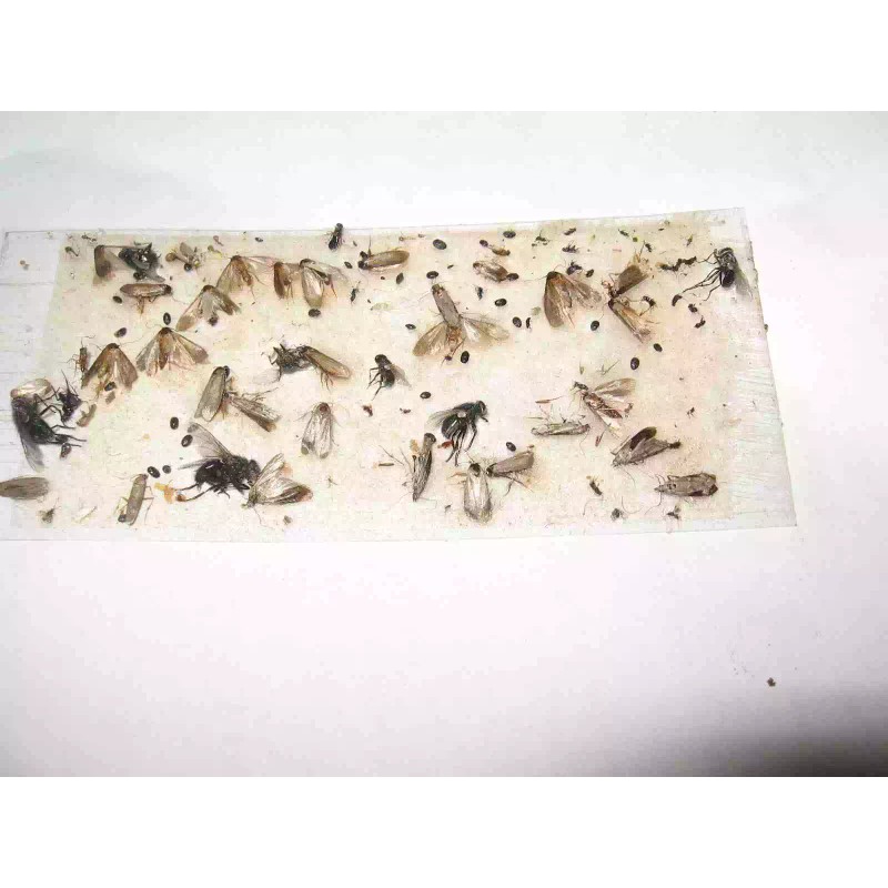 Tred-Not 10 pk Glue Trap Sow Bug / Pill Bug