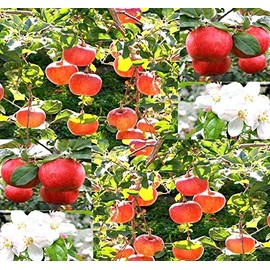 Big Pack - (500) Red Delicious Apple - Malus pumila Tree Seeds - Very Cold Hardy in Zones 3-8 by MySeeds.Co (Big Pack - Paradise Apple)