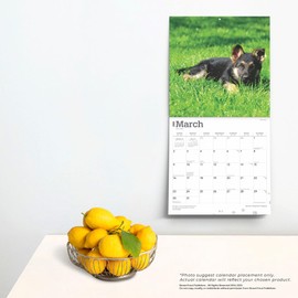 German Shepherd Puppies | 2025 12 x 24 Inch Monthly Square Wall Calendar | Plastic-Free | BrownTrout | Animals Dog Breeds Puppy