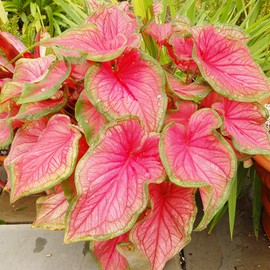 Caladium Bicolor Seeds Angel Wings Tropical Perennial Heavy Shade Tolerant Containers Beds Borders Indoor Oudoor 100Pcs Mixed Herb Seeds by YEGAOL Garden