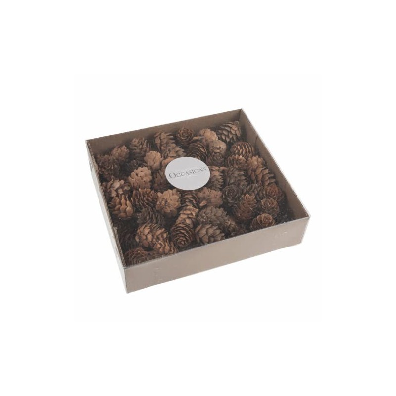 100 Bulk Box 3-5 cm Natural Pine Cones in Clear