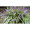 Variegated Liriope Muscari 'Silvery Sunproof' - 10 Live Plants -