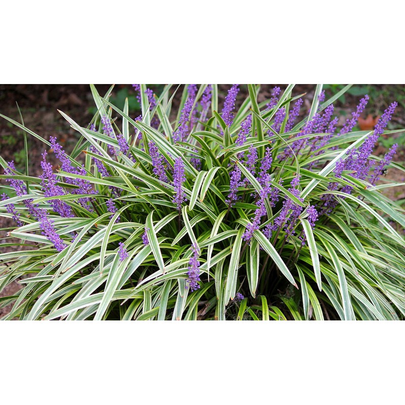 Variegated Liriope Muscari 'Silvery Sunproof' - 10 Live Plants -