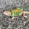 Refoiner Cat Harness for Cats, Ferret, Harness, Rabbit, Harness, Towing