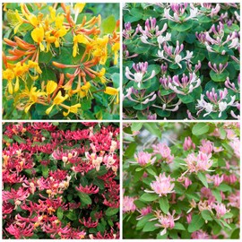 200+ Honeysuckle Seeds for Planting, Honeysuckle Vine Seeds, Aromatic Honeysuckle Plant Seeds That Attract Bees and Butterflies