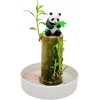 Tree CZ Grain Lucky Bamboo Office Desk Planter and Panda