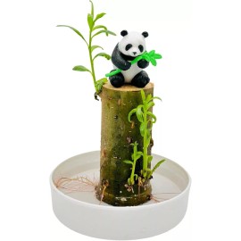 Tree CZ Grain Lucky Bamboo Office Desk Planter and Panda - Thick Trunk Brazil Willow