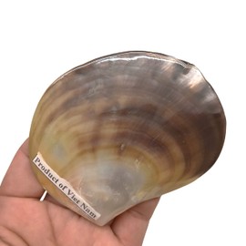 PEPPERLONELY 4 PC Silver Pearl M.O.P. Natural Pearl Oyster Sea Shells, 2-1/2 Inch ~ 3-3/4 Inch