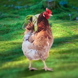 Yardwe 2pcs Chicken Rooster Yard Art Garden Stake Realistic Lifelike Hen Garden Poultry Statue Rooster Animals Sculpture for Yard Garden Lawn Outdoor Decor Ornaments