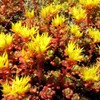 Outsidepride Sedum Oreganum - 1000 Seeds