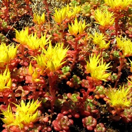 Outsidepride Sedum Oreganum - 1000 Seeds