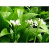 Wild Garlic Ramsons Bear Leek Wild Onion Seeds for Planting