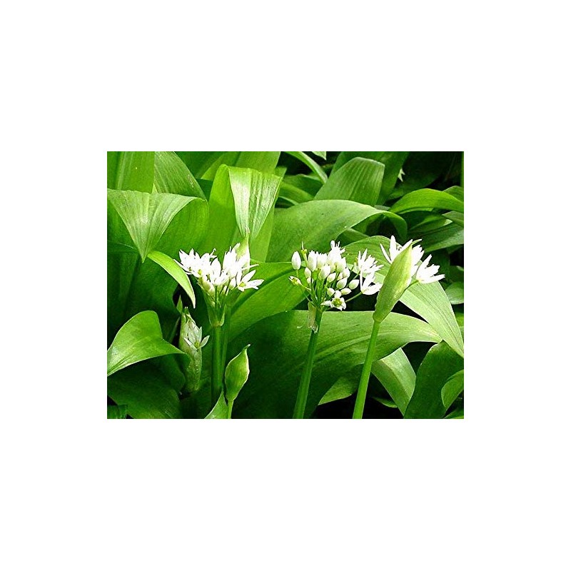 Wild Garlic Ramsons Bear Leek Wild Onion Seeds for Planting