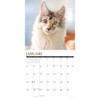 Maine Coon Cats 2026 12" x 12" Wall Calendar