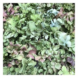 Premium Quality Real Rose Green Hydrangea Petals 15 Cups Wedding Petals Real Freeze-Dried Biodegradable Made in Oregon USA