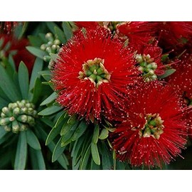 Little John Dwarf Bottlebrush Tree Live Plant Rare Miniature Flowering Shrub Bonsai Starter Size 4 Inch Pot Emerald Tm