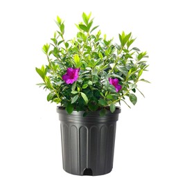 Azalea Purple Formosa | 2 Extra Large 3 Gallon Plants | Vibrant & Lush, Large Purple Blooms, Hardy & Adaptable Shrub for Landscapes, Gardens, or Containers, Low-Maintenance
