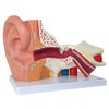 Axis Scientific Human Ear Model, 5 Times Enlarged 4 Dimensional