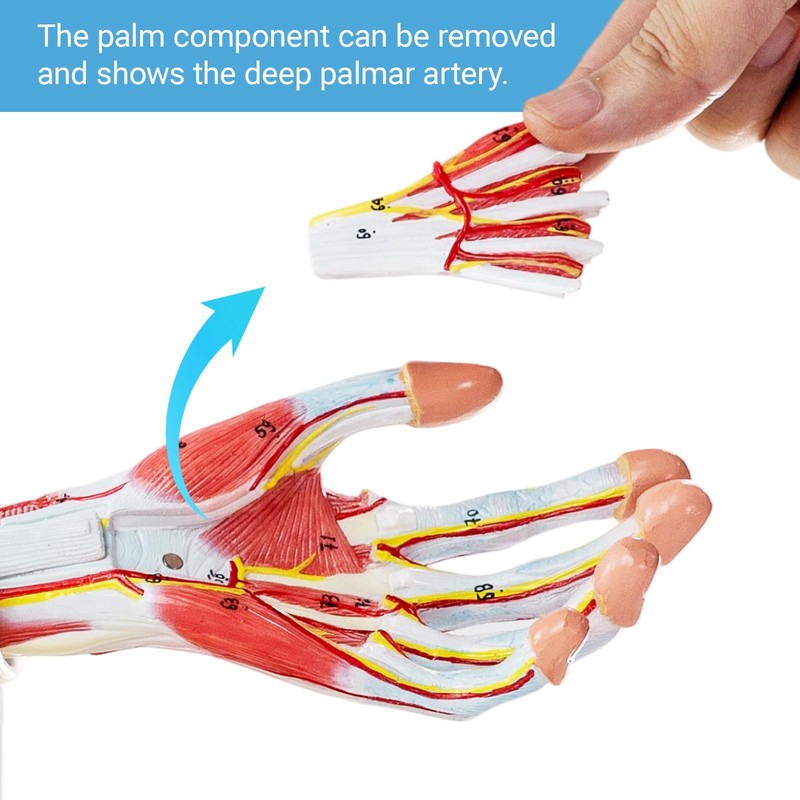 EVOTECH SCIENTIFIC Human Muscular Arm Anatomy Model, 7 Part 2/3