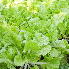 Chinese Cabbage Seeds - Beka Santoh - 1 Lb ~144000 Seeds - Non-GMO, Heirloom - Asian Garden Vegetable & Microgreens