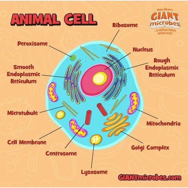 GIANTmicrobes Animal Cell Plush - Learn About Cell Biology and Life Science with This Educational Plush, Memorable Gift for Students, Educators, Scientists, and Anyone with a Healthy Sense of Humor