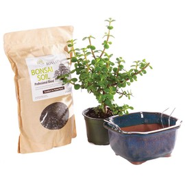 Brussel's Bonsai Live Dwarf Jade Bonsai Tree Kit - Small Indoor Dwarf Jade Tree - Bonsai Kit with Ceramic Bonsai Pot and Bonsai Soil