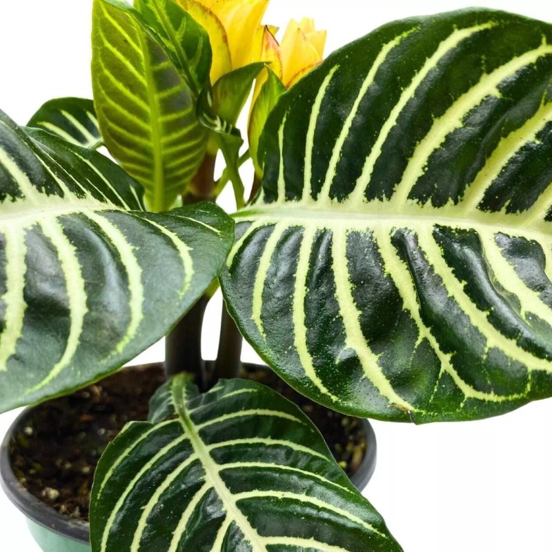 Florida House Plants Zebra Plant, Aphelandra squarrosa, Zebraplant in a