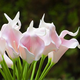 JOJOWOO Real Touch Calla Lily Artificial Flowers in Vase, Faux Floral Arrangements with Vase and Fake Water for Home Decor Dining Table (Pink)