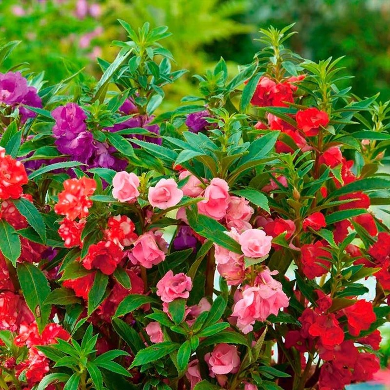 RAISE ME UP: Seeds Garden Balsam Camellia Flowered Mix (Impatiens