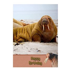Walrus Birthday Card