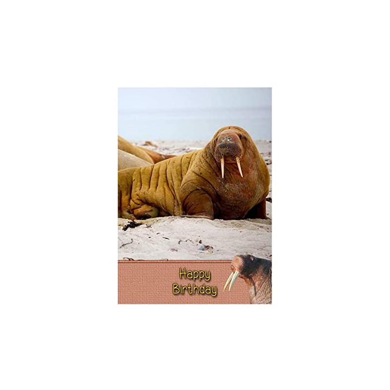 Walrus Birthday Card