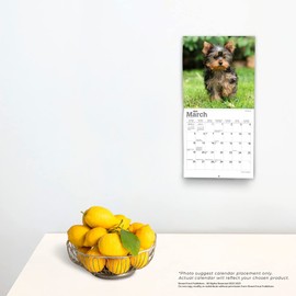 Yorkshire Terrier Puppies | 2023 7 x 14 Inch Monthly Mini Wall Calendar | BrownTrout | Animals Small Dog Breeds Yorkies DogDays