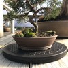 Mighty Mini Bonsai Tree Turntable 12.5" Base Stainless Steel Ball