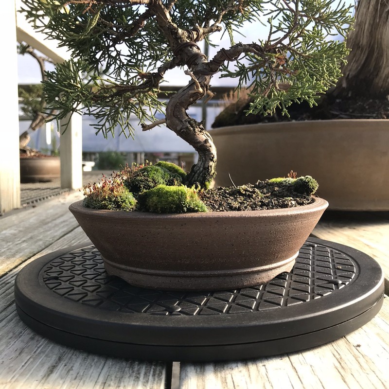 Mighty Mini Bonsai Tree Turntable 12.5" Base Stainless Steel Ball