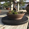 Mighty Mini Bonsai Tree Turntable 12.5" Base Stainless Steel Ball