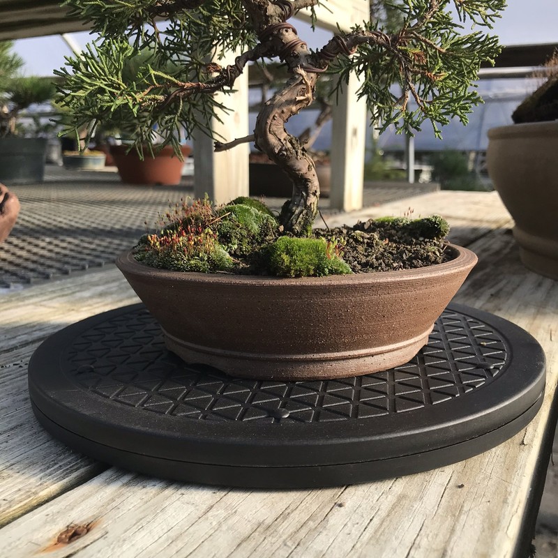 Mighty Mini Bonsai Tree Turntable 12.5" Base Stainless Steel Ball