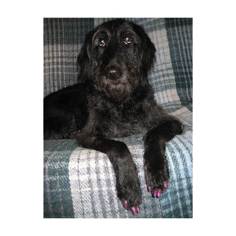 Purrdy Paws 3 Month Supply Soft Nail Caps for Dog