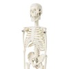Mini Human Skeleton Model for Anatomy, 17.7 Inches (45 cm)