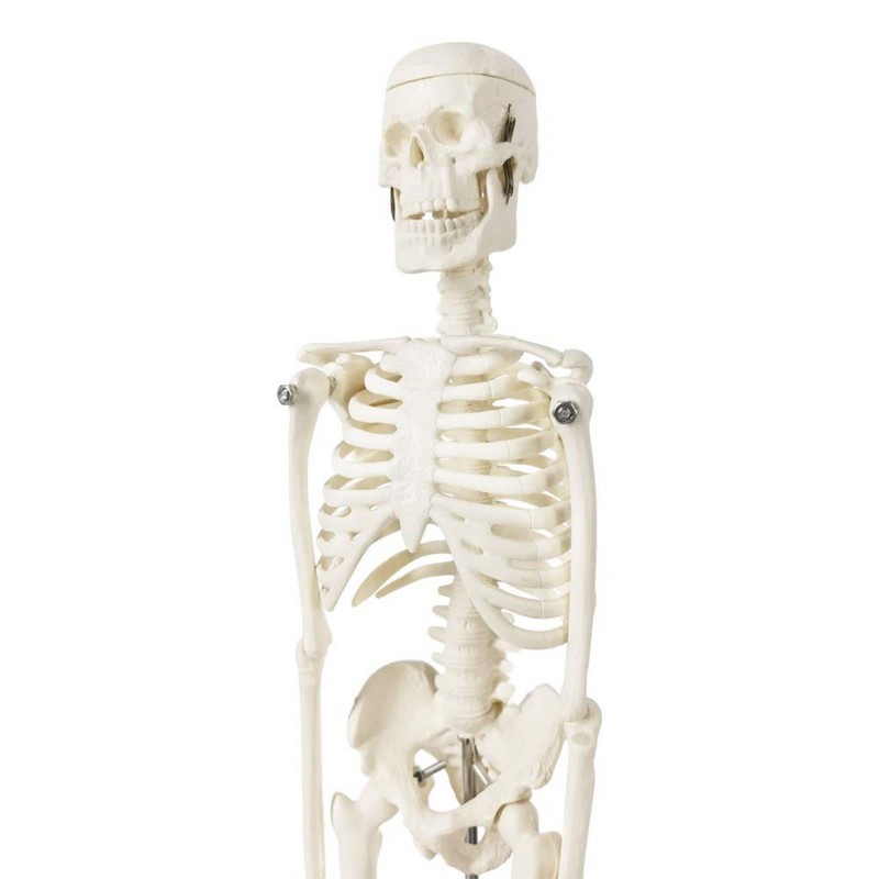 Mini Human Skeleton Model for Anatomy, 17.7 Inches (45 cm)