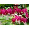20 Seeds Mixed Bleeding Heart Seeds Dicentra Spectabilis Shade