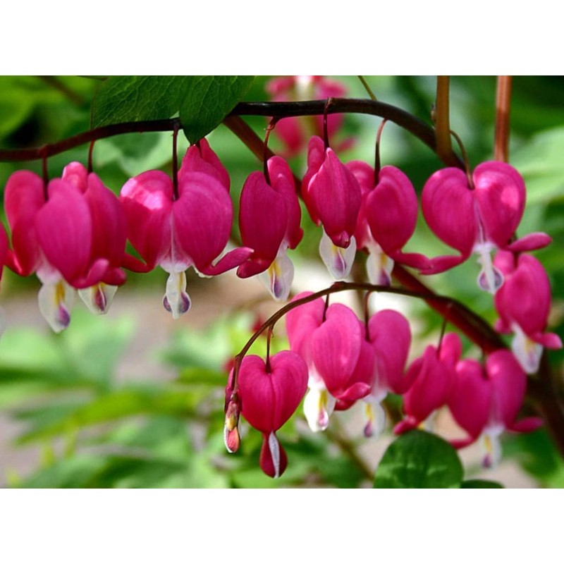 20 Seeds Mixed Bleeding Heart Seeds Dicentra Spectabilis Shade