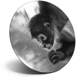 Destination Vinyl ltd Magnet for Refrigerator, Fridge BW - Cute Spider Monkey Baby for Office, Cabinet and Whiteboard, Magnetic Stickers, 37743