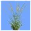 Everwilde Farms - 1 Lb Side-Oats Grama Native Grass Seeds