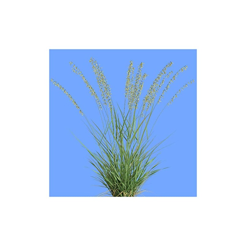 Everwilde Farms - 1 Lb Side-Oats Grama Native Grass Seeds